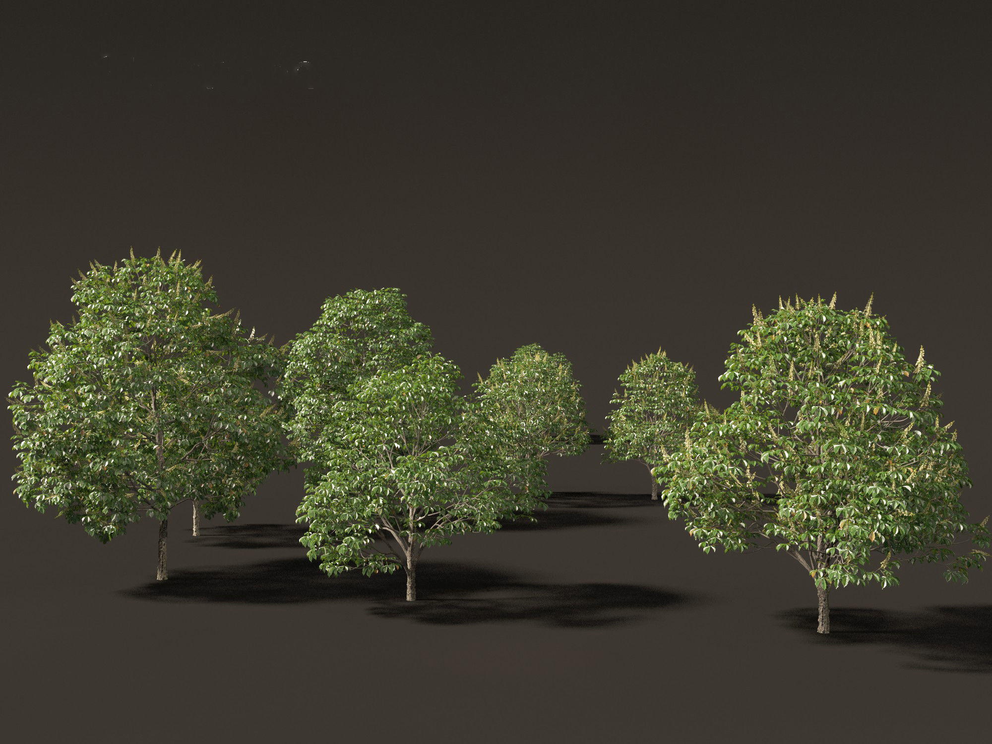 Aesculus hippocastanum - horse chestnut 03 3D model_6