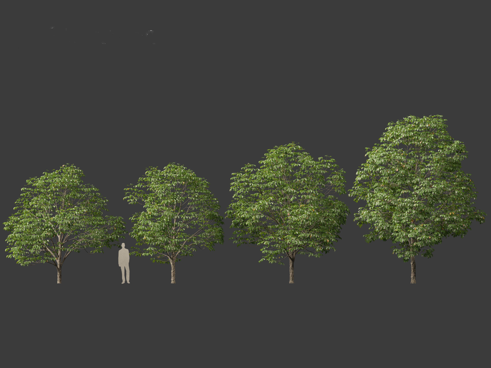 Aesculus hippocastanum - horse chestnut 03 3D model_3