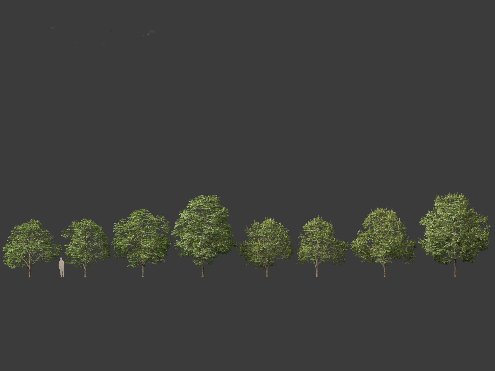 Aesculus hippocastanum - horse chestnut 03 3D model_1