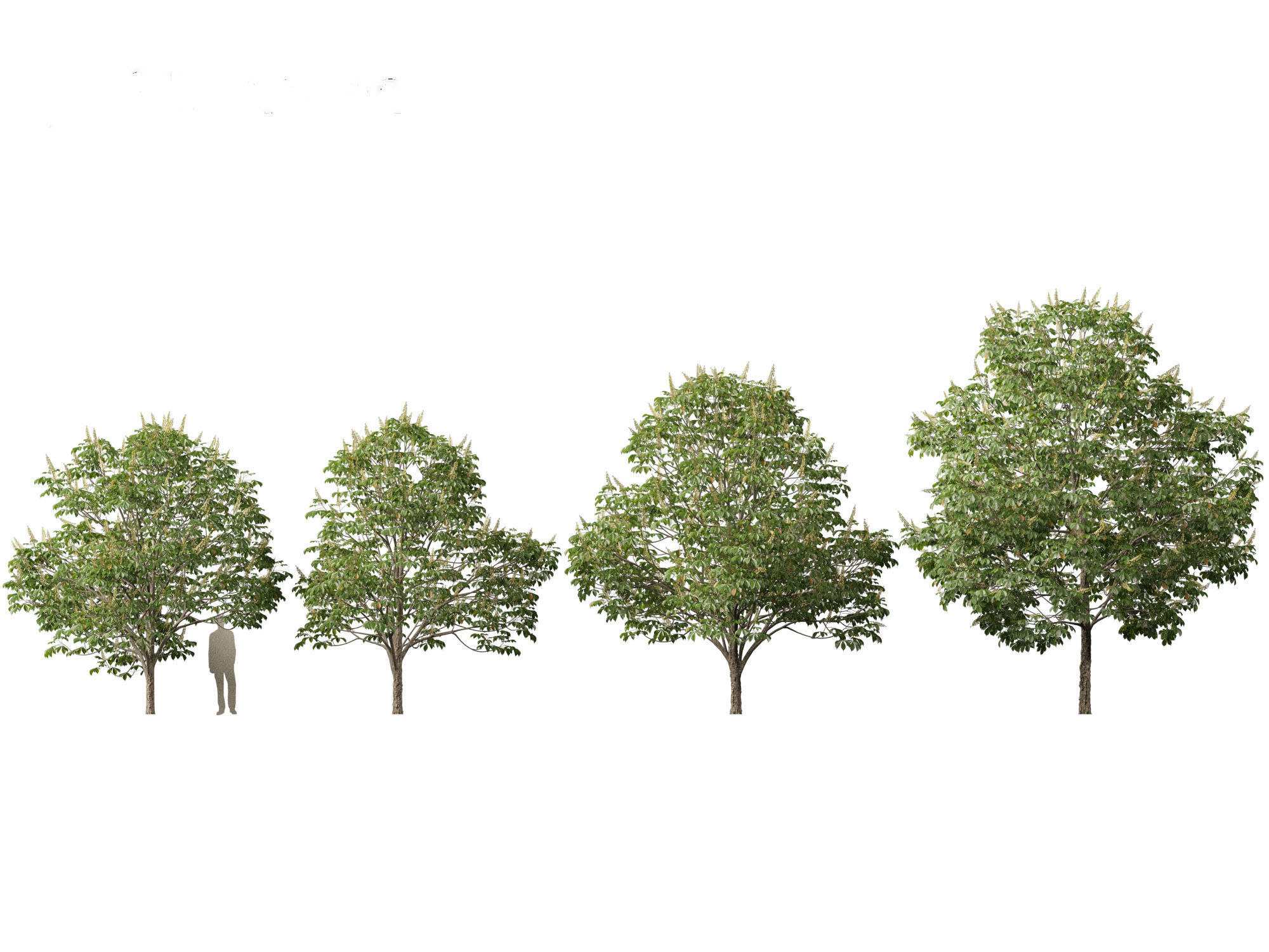 Aesculus hippocastanum - horse chestnut 03 3D model_4