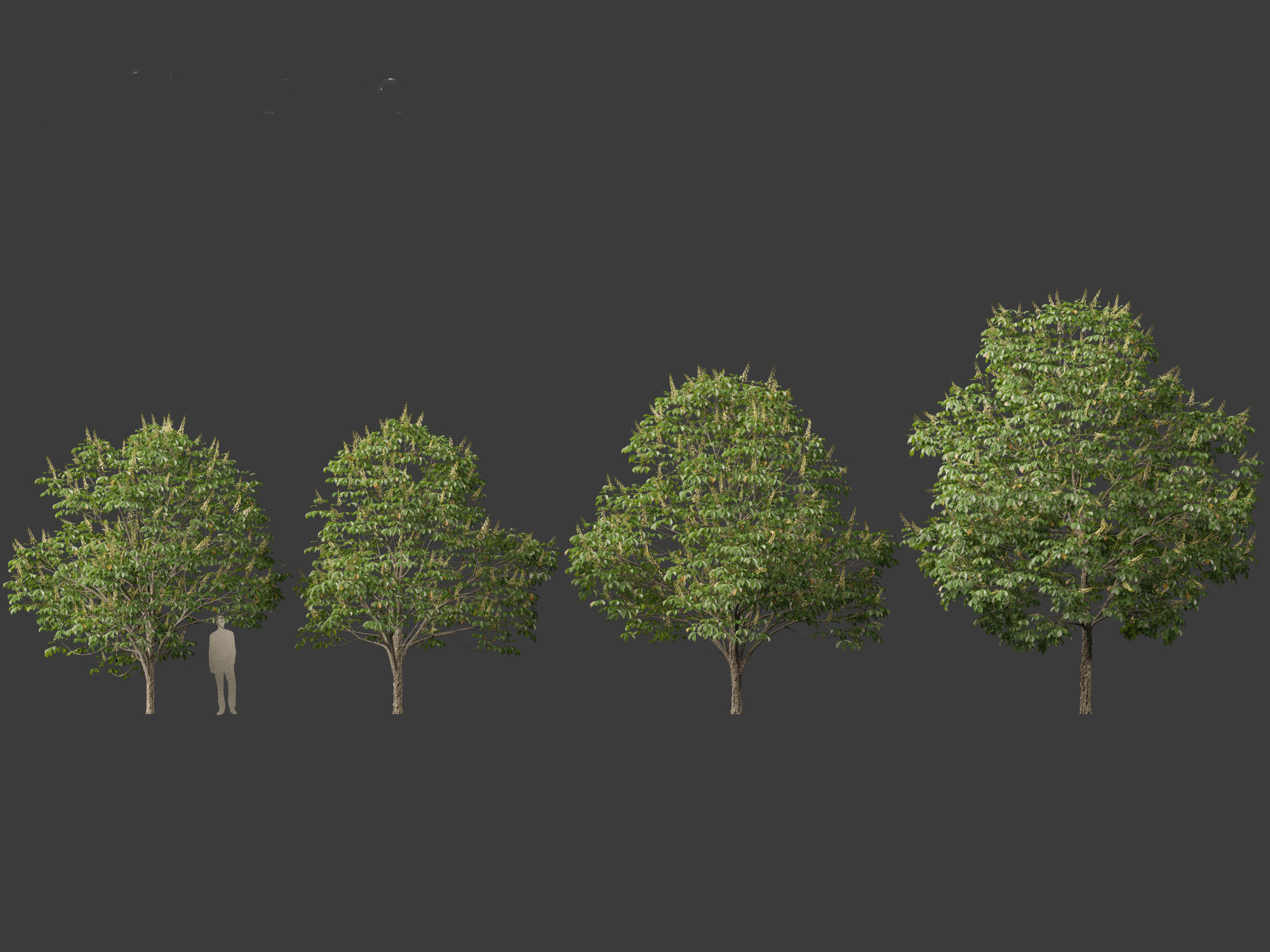 Aesculus hippocastanum - horse chestnut 03 3D model_5