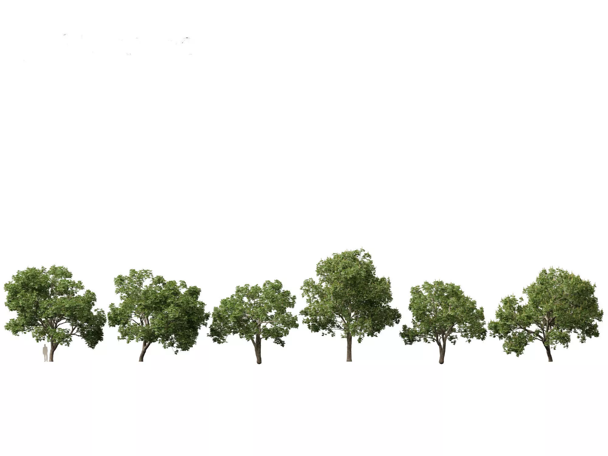 Aesculus hippocastanum - horse chestnut 05 3D model