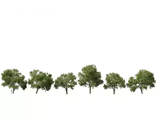 Aesculus hippocastanum - horse chestnut 05 3D model