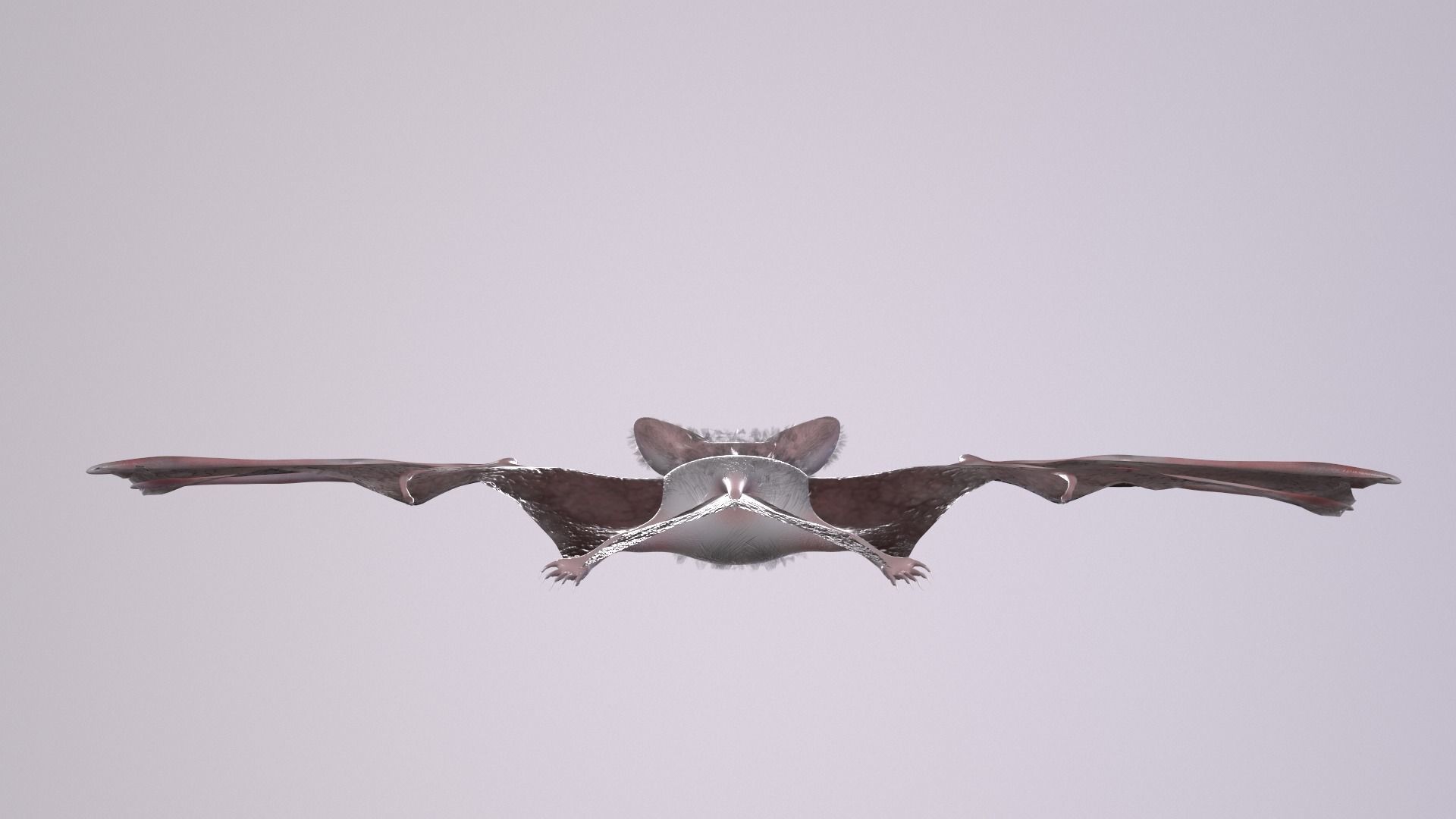 Bat Animated Low-poly 3D model_12