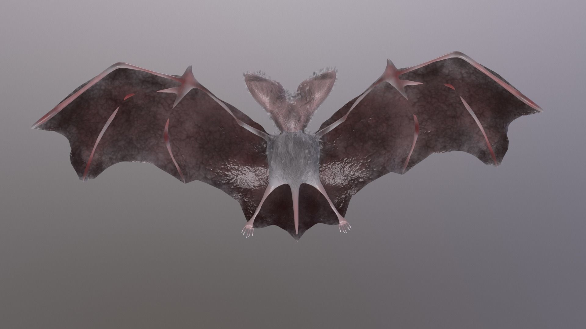 Bat Animated Low-poly 3D model_13
