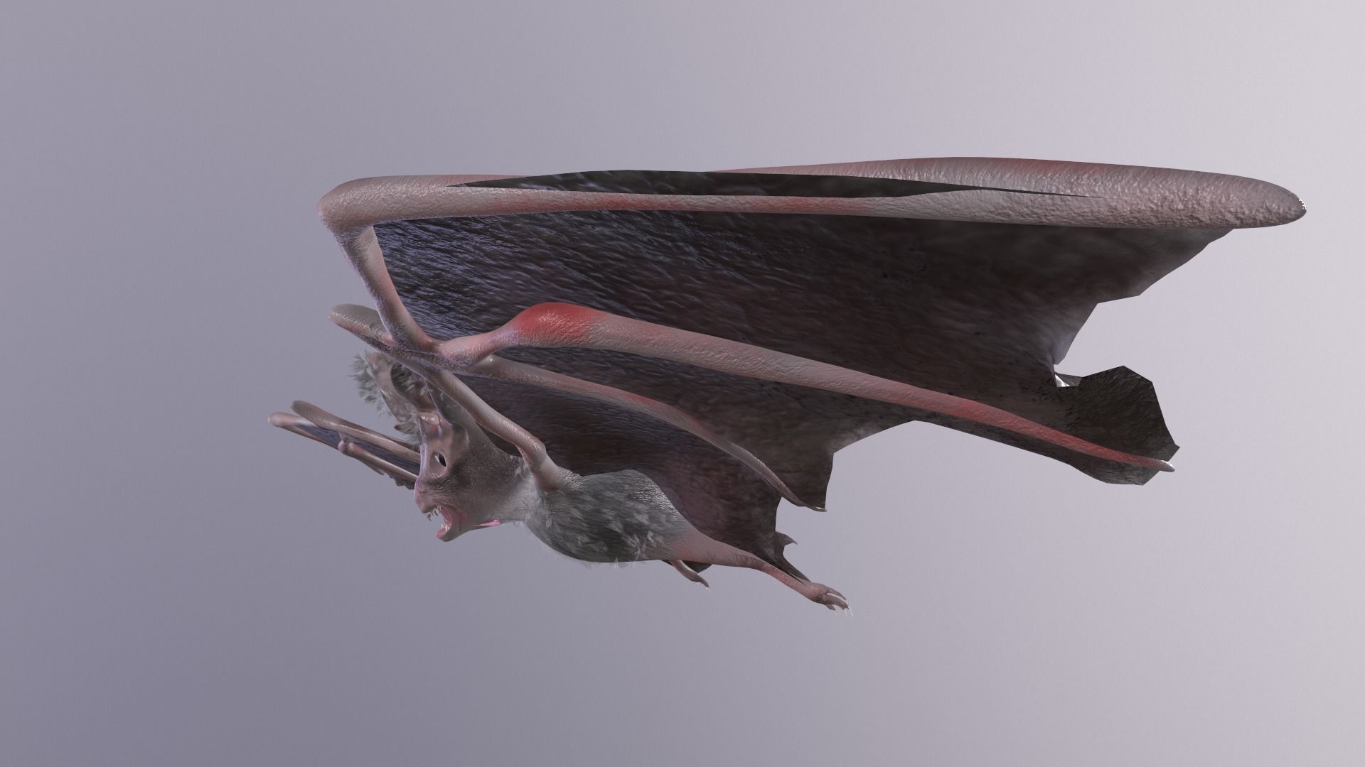 Bat Animated Low-poly 3D model_4