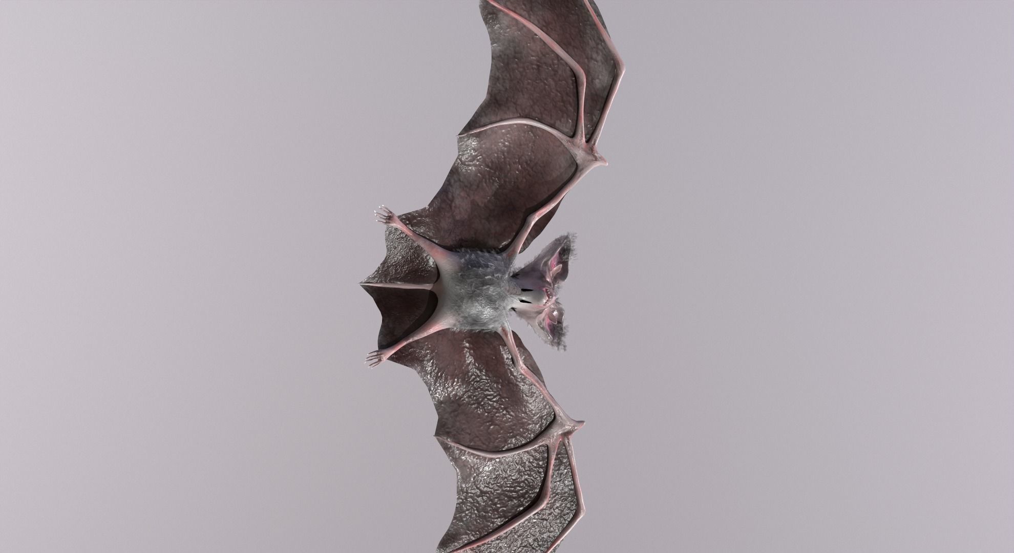 Bat Animated Low-poly 3D model_5