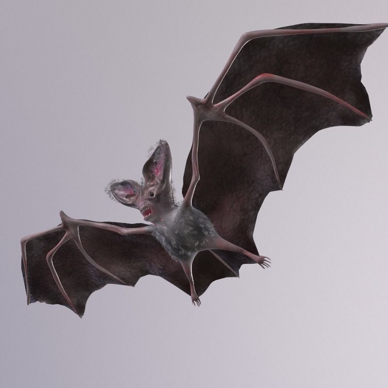 Bat Animated Low-poly 3D model_11