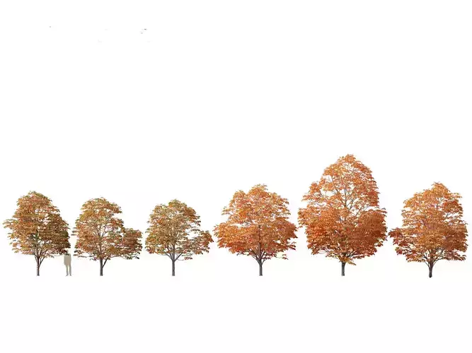 Aesculus hippocastanum - horse chestnut 08 3D model