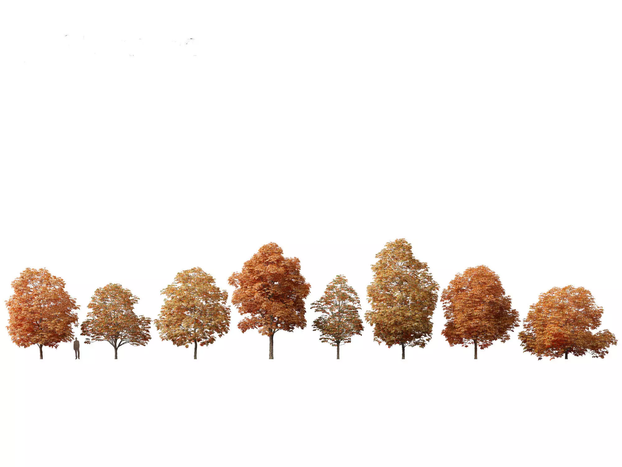 Aesculus hippocastanum - horse chestnut 09 3D model