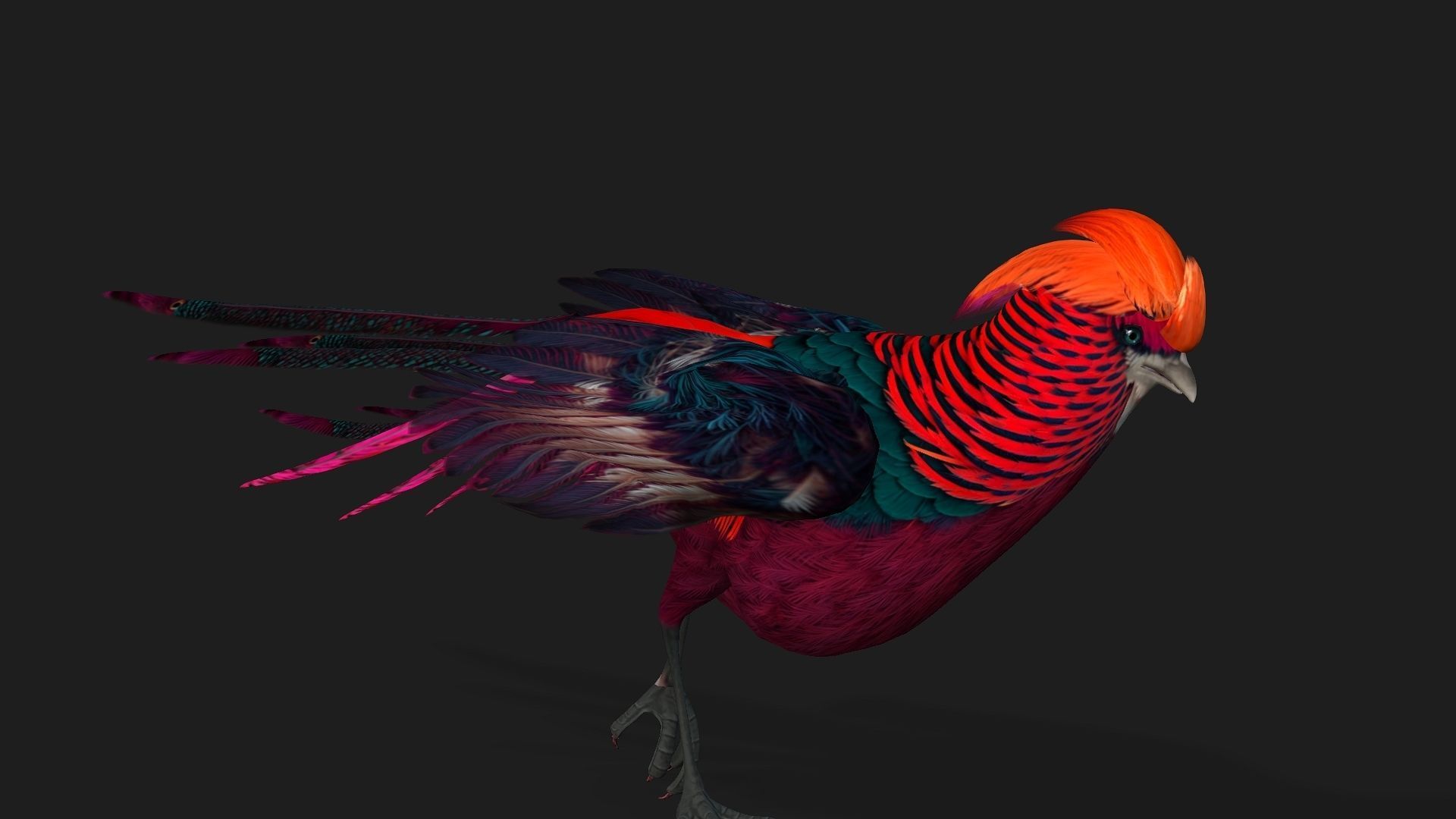 Pheasant A3 3D model_4