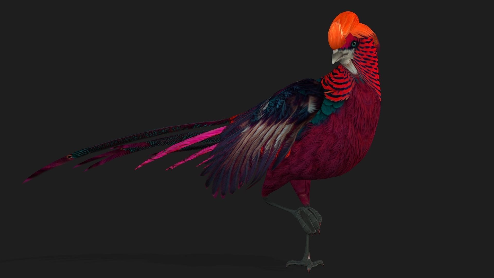 Pheasant A3 3D model_6