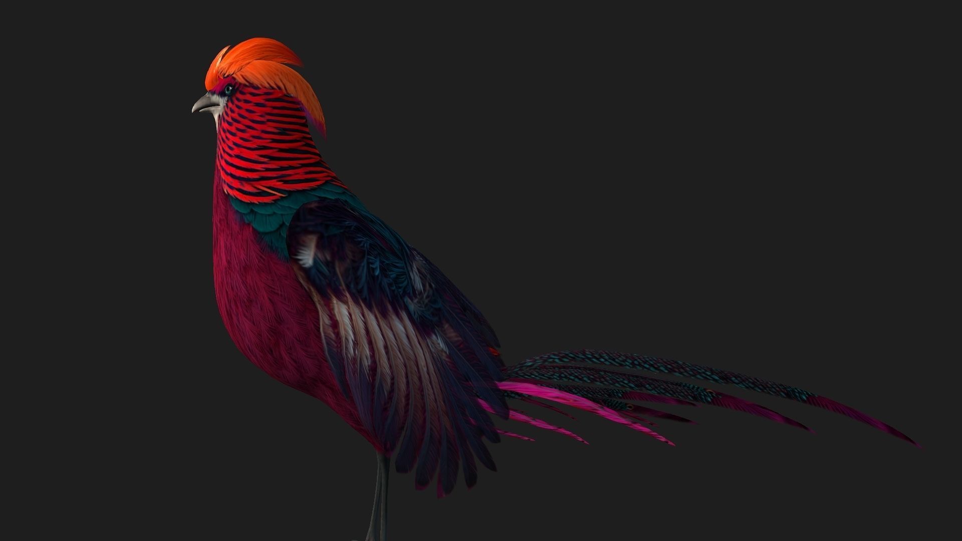 Pheasant A3 3D model_2