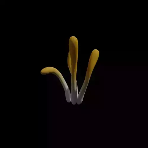 Cordyceps Cluster Low-poly 3D model Cordyceps Cluster Low-poly 3D model