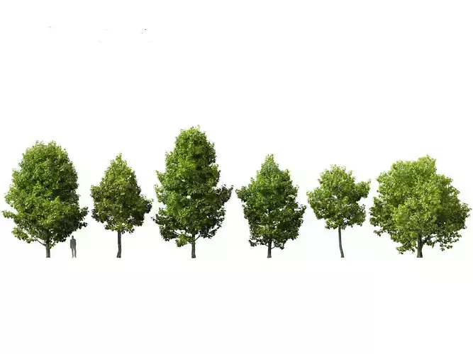 Liriodendron tulipifera - tulip tree 3D model