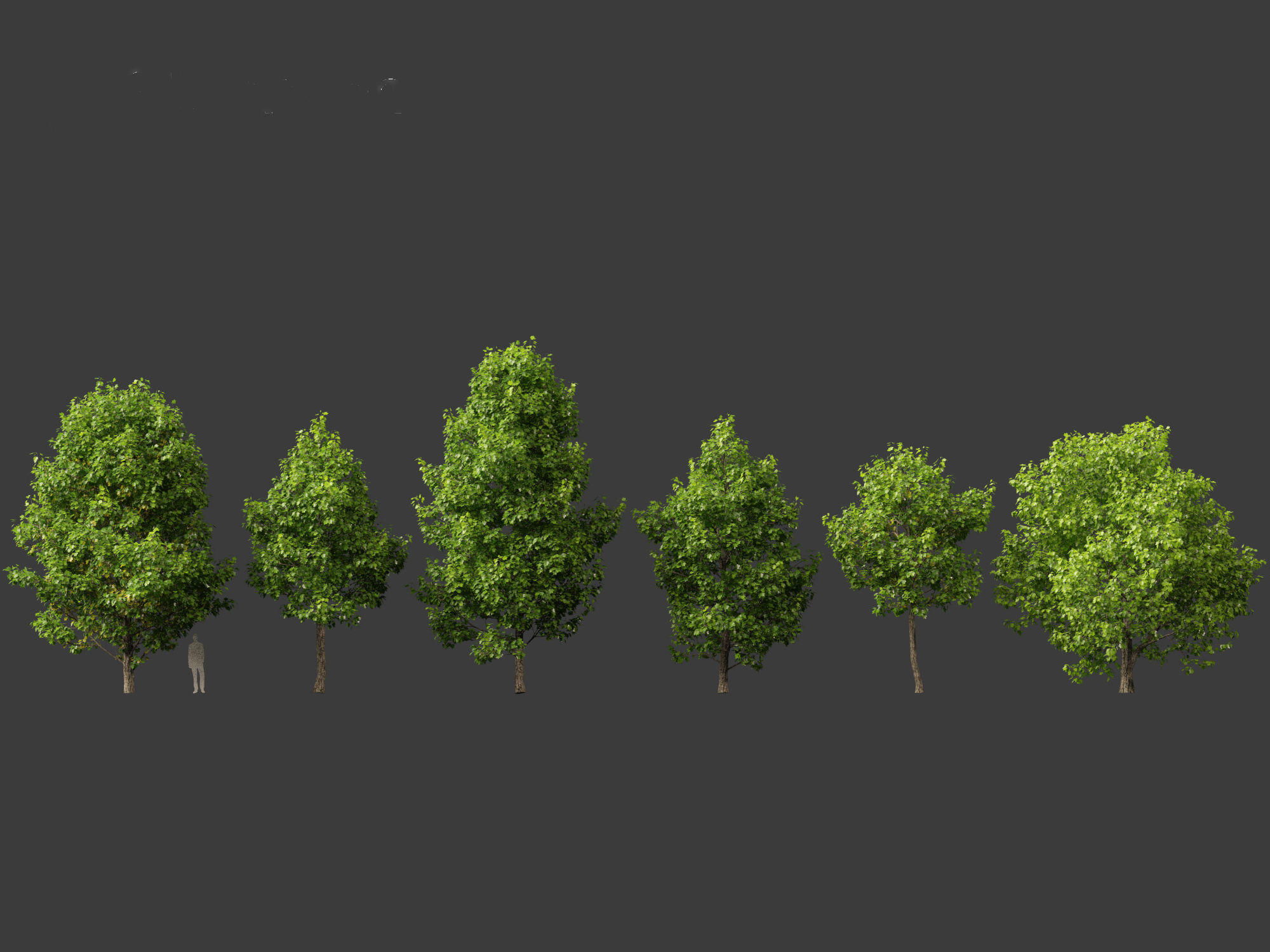 Liriodendron tulipifera - tulip tree 3D model_1