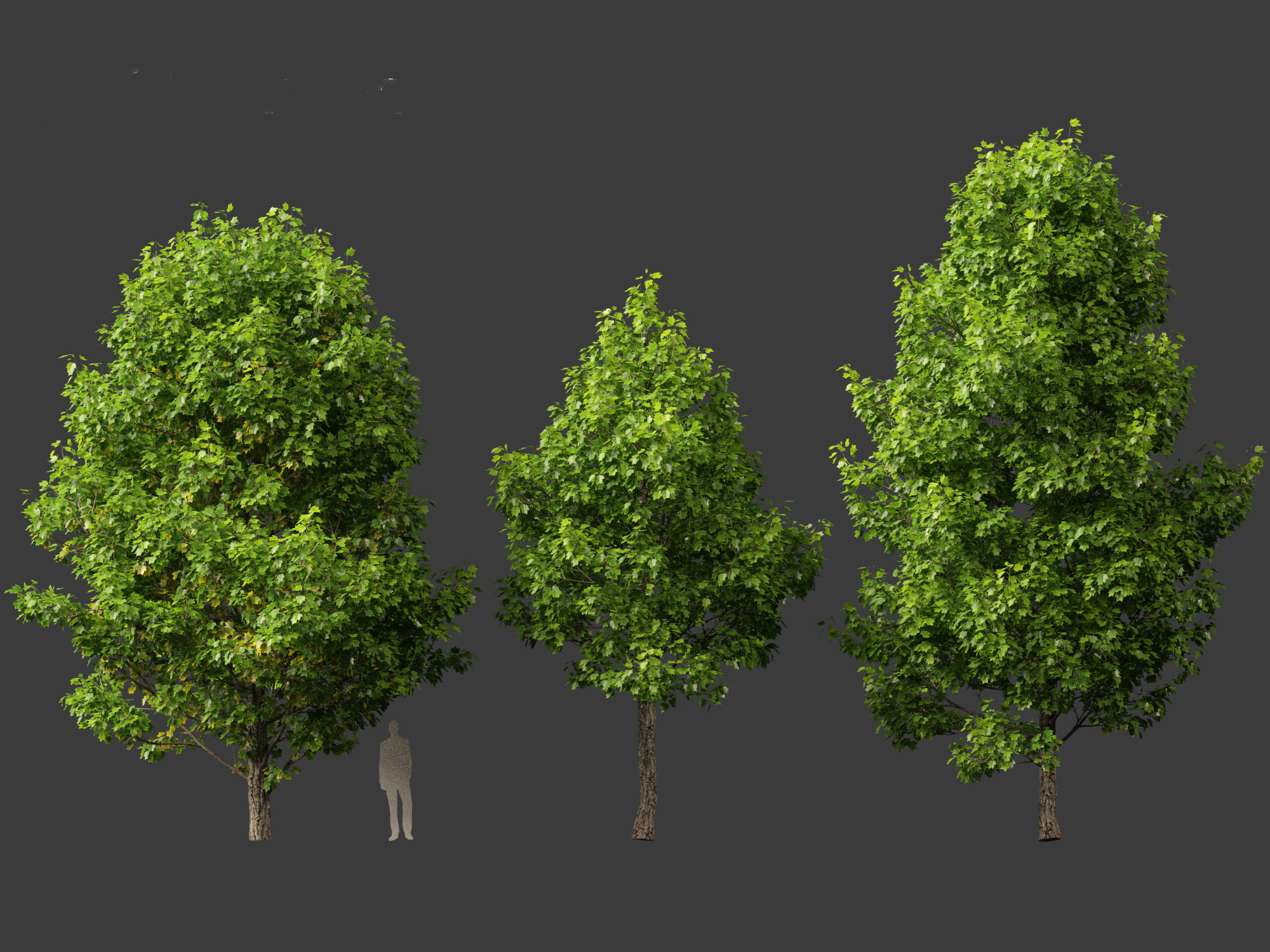 Liriodendron tulipifera - tulip tree 3D model_3