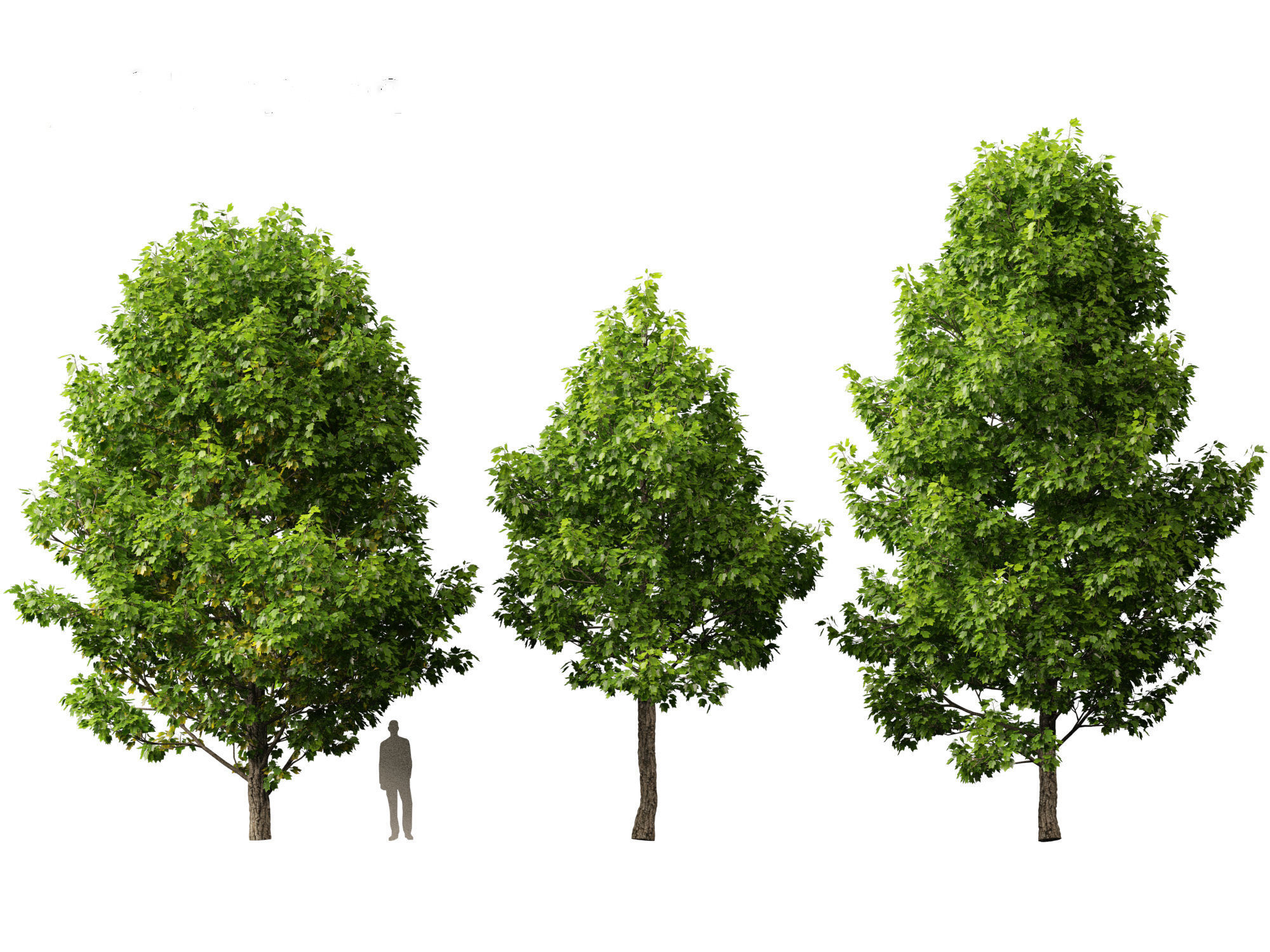 Liriodendron tulipifera - tulip tree 3D model_2