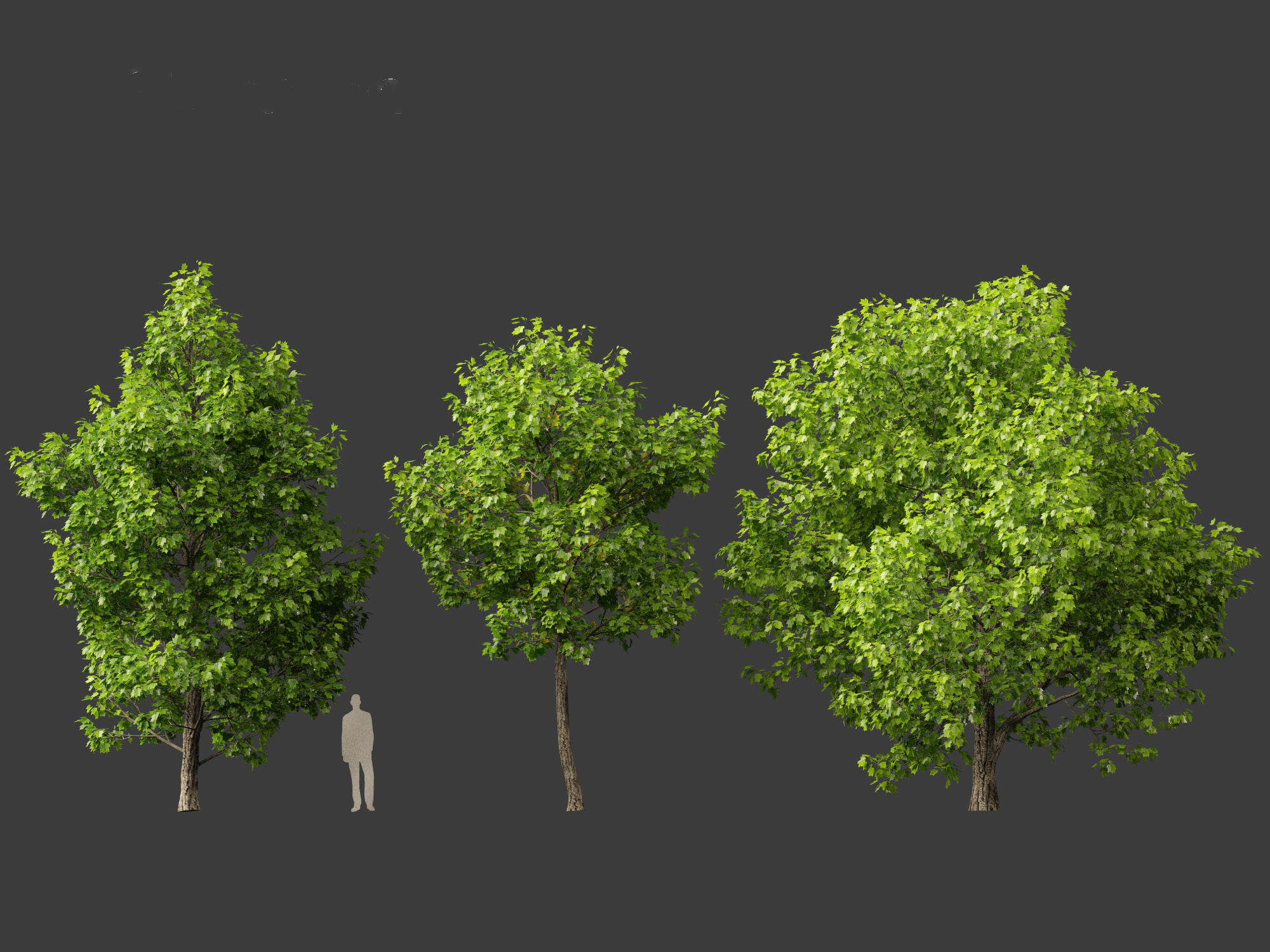 Liriodendron tulipifera - tulip tree 3D model_5