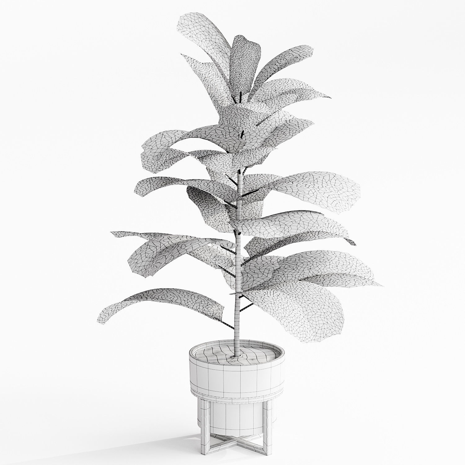Indoor plant 3D model_3