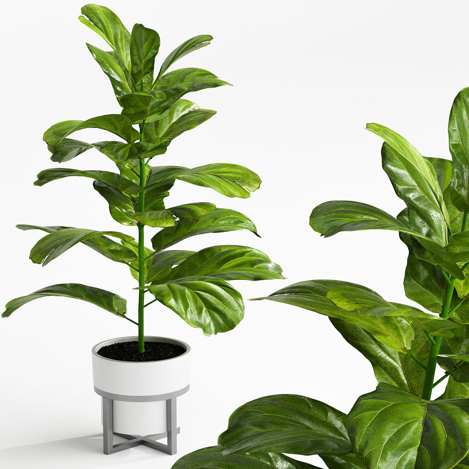 Indoor plant 3D model_1