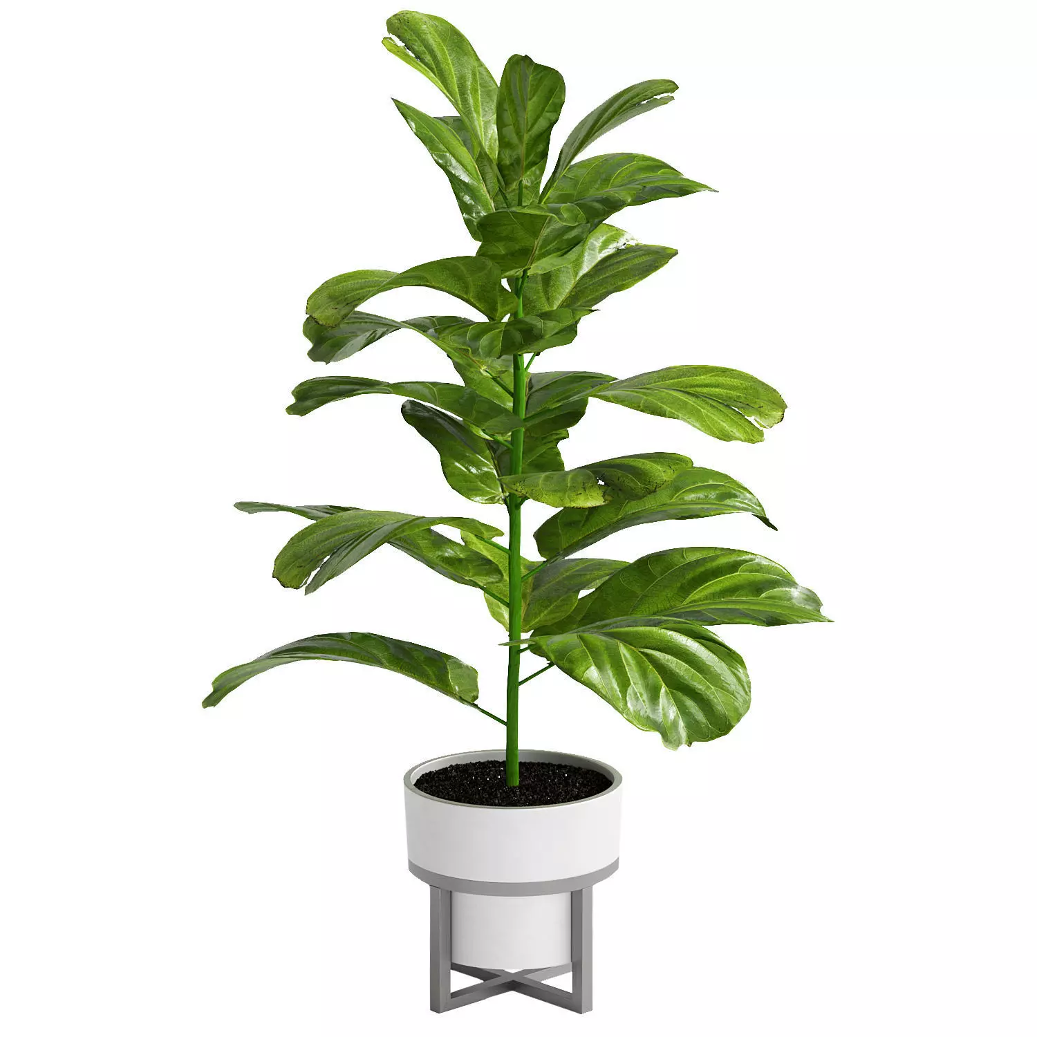 Indoor plant 3D model_0