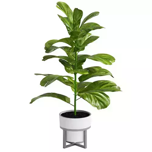 Indoor plant