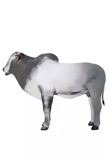 ox for game 3D model