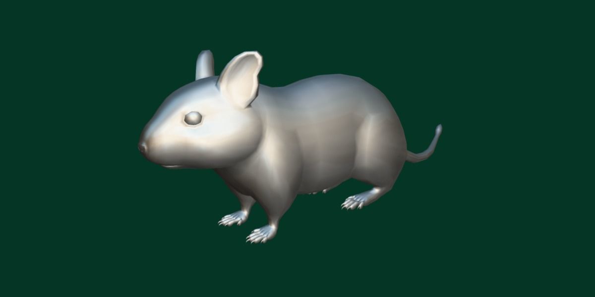 Common Degu Rat Rodents Low-poly 3D model_17