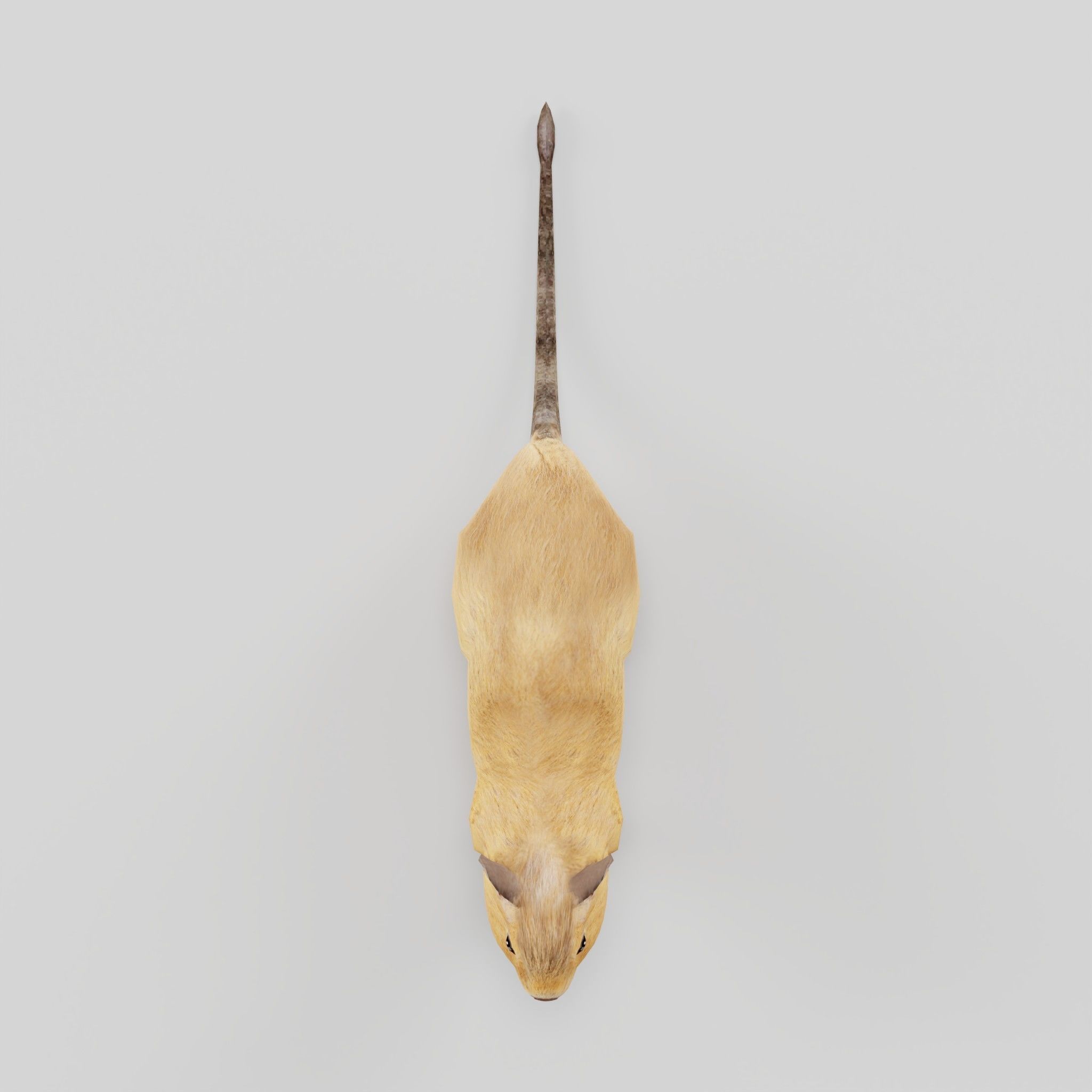 Common Degu Rat Rodents Low-poly 3D model_24