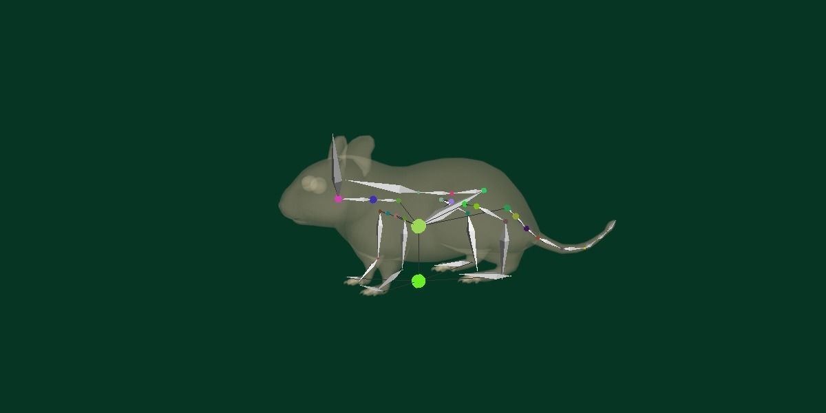 Common Degu Rat Rodents Low-poly 3D model_2