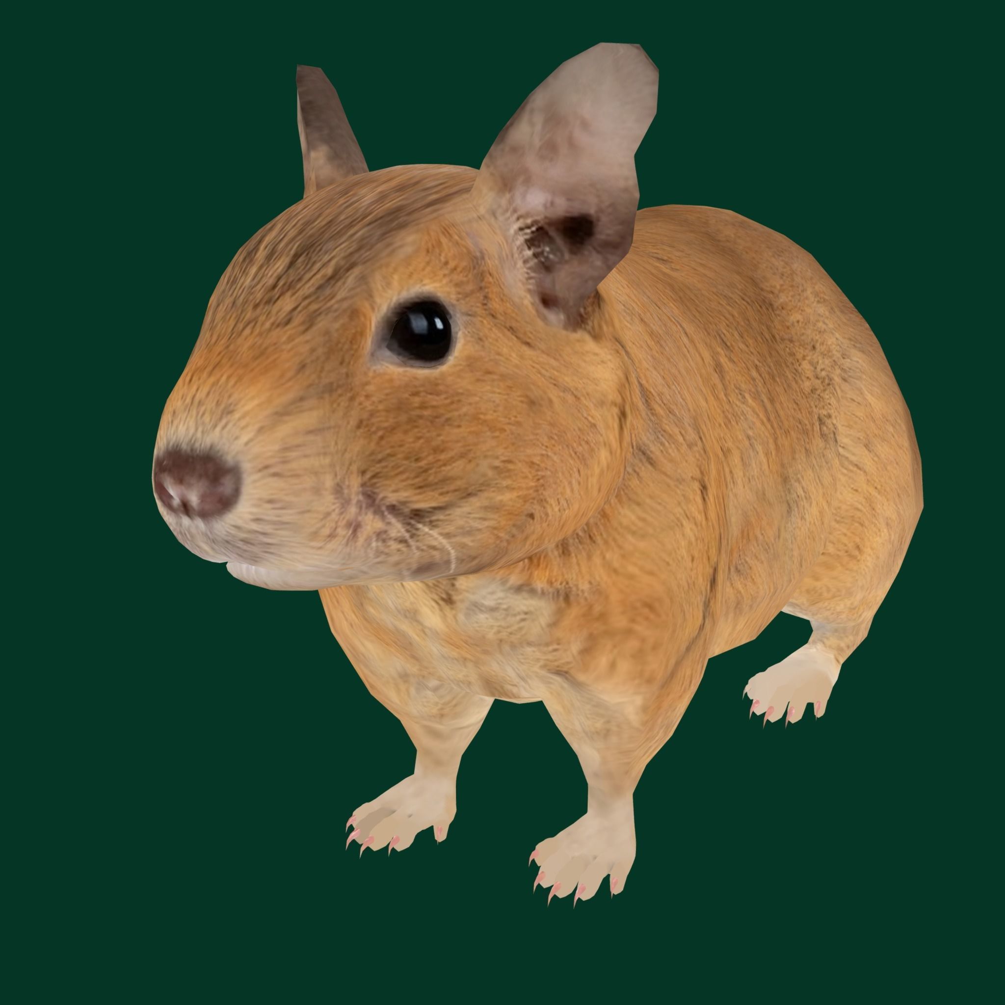 Common Degu Rat Rodents Low-poly 3D model_25