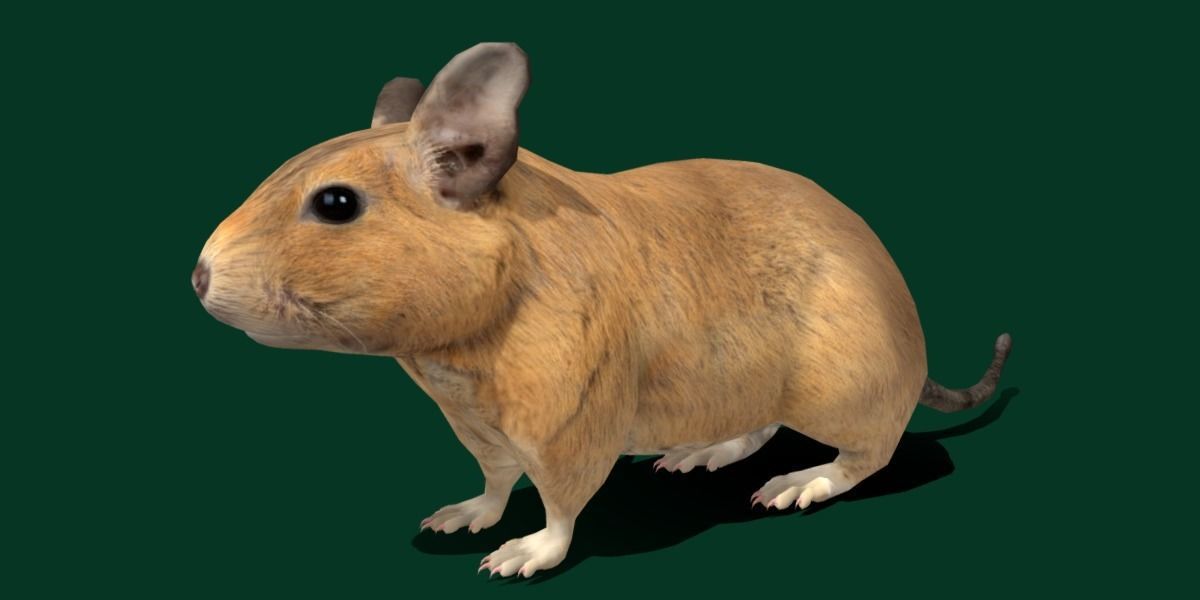 Common Degu Rat Rodents Low-poly 3D model_7