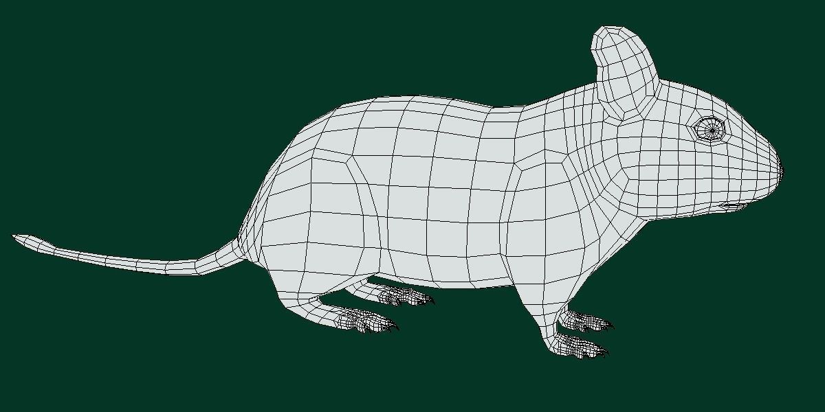 Common Degu Rat Rodents Low-poly 3D model_13