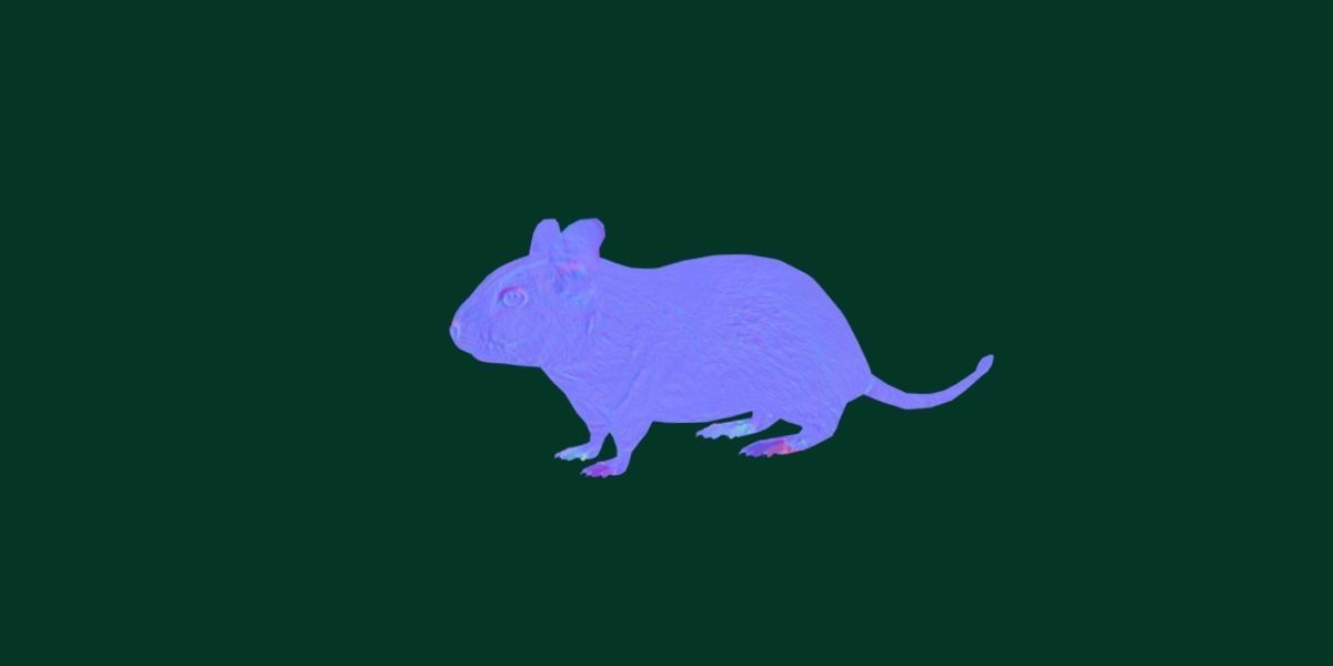 Common Degu Rat Rodents Low-poly 3D model_10