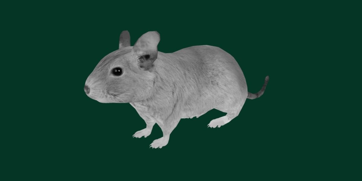 Common Degu Rat Rodents Low-poly 3D model_14