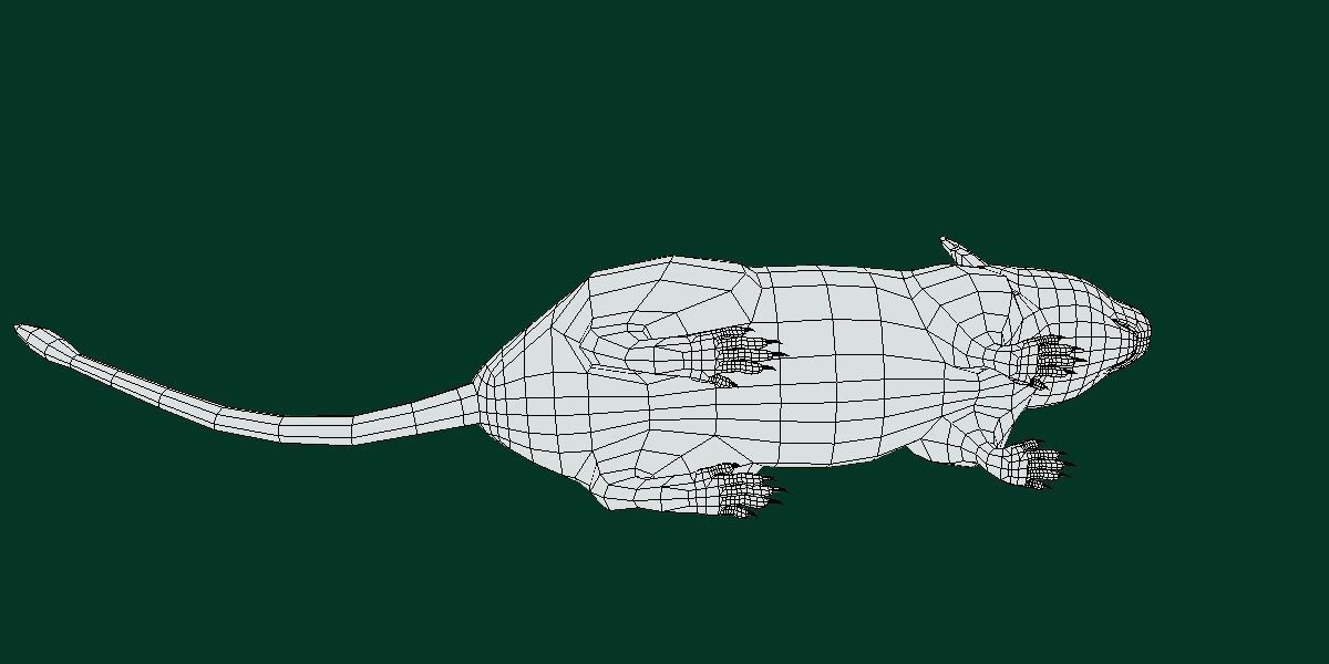 Common Degu Rat Rodents Low-poly 3D model_12