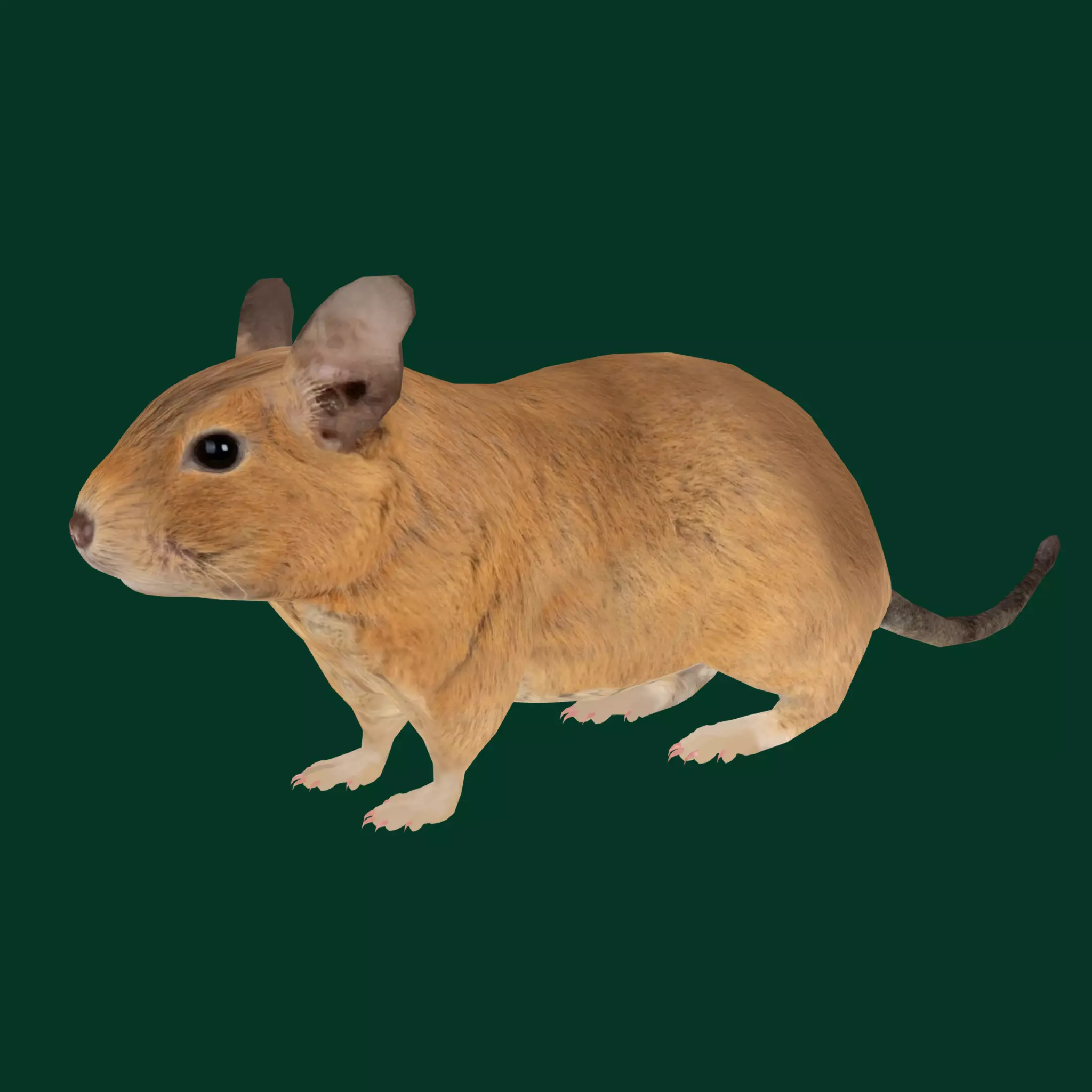 Common Degu Rat Rodents Low-poly 3D model_0