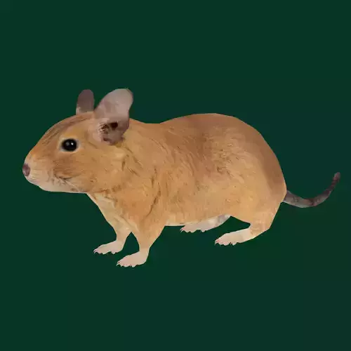 Common Degu Rat Rodents Low-poly 3D model