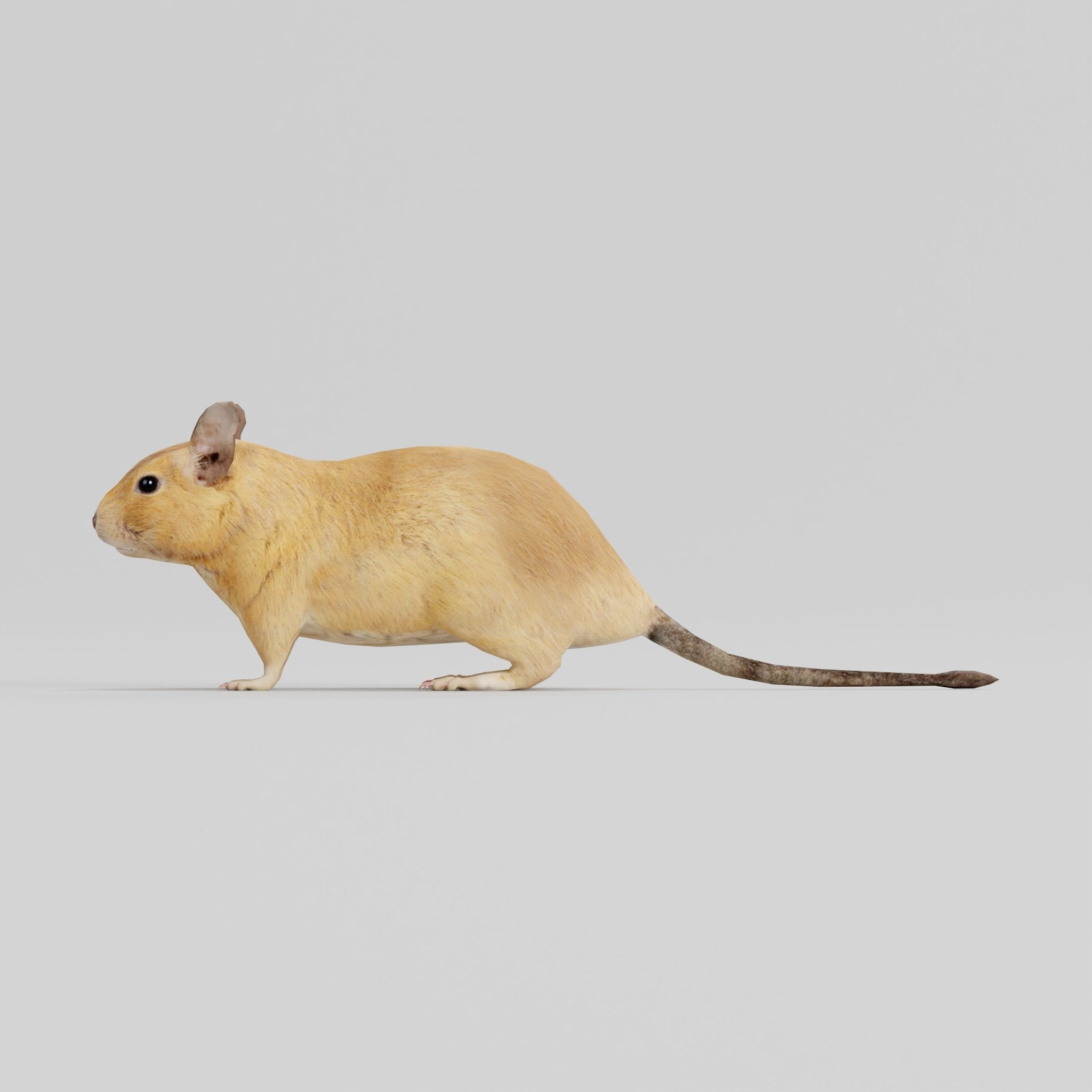 Common Degu Rat Rodents Low-poly 3D model_21
