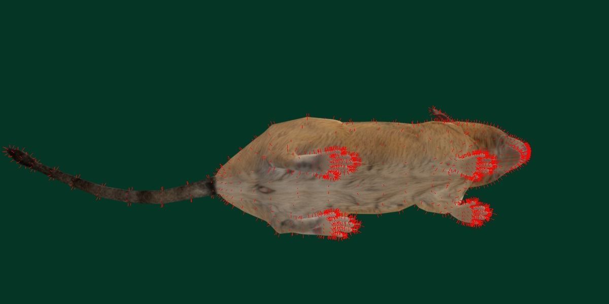 Common Degu Rat Rodents Low-poly 3D model_18
