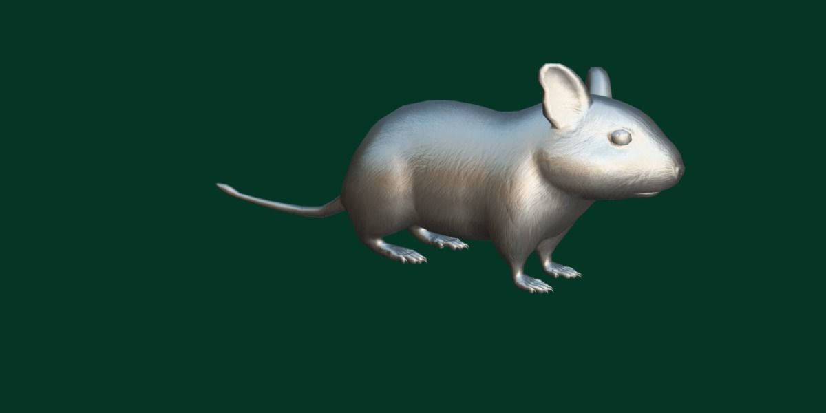 Common Degu Rat Rodents Low-poly 3D model_11