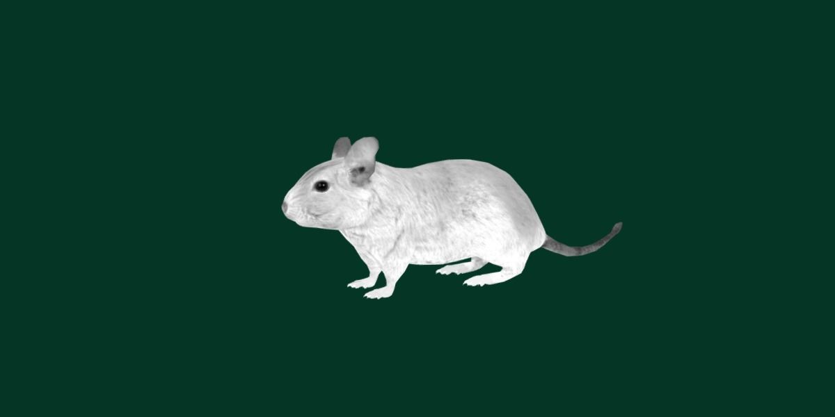 Common Degu Rat Rodents Low-poly 3D model_5