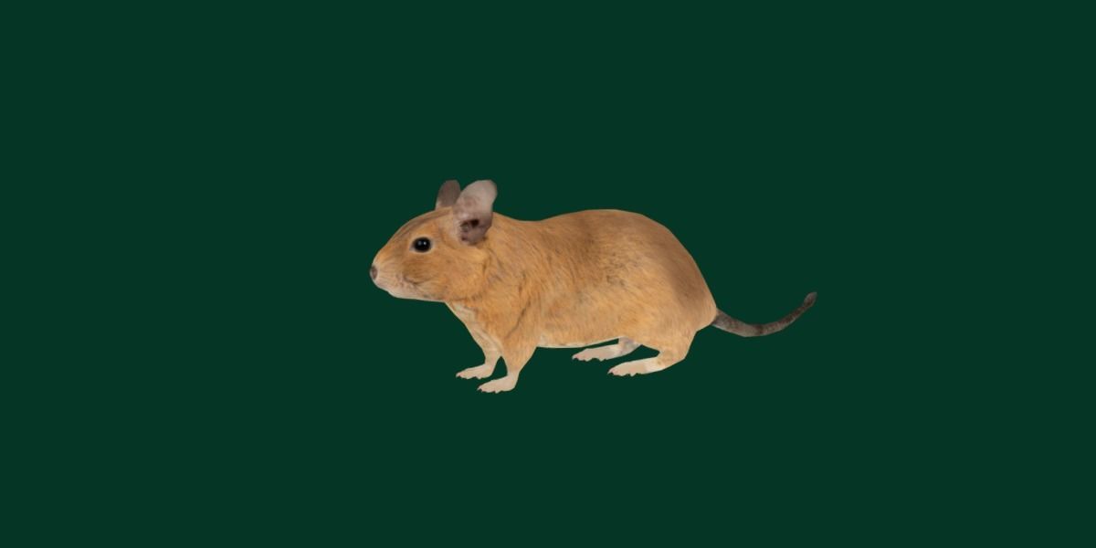 Common Degu Rat Rodents Low-poly 3D model_6