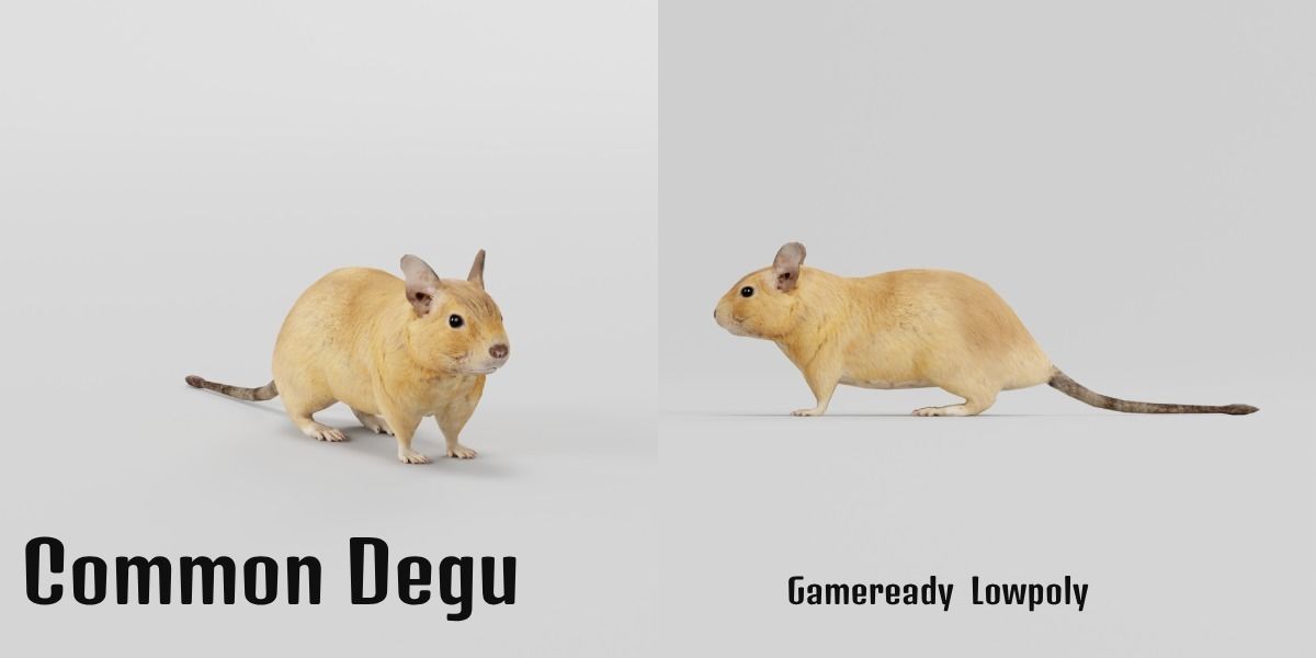 Common Degu Rat Rodents Low-poly 3D model_16