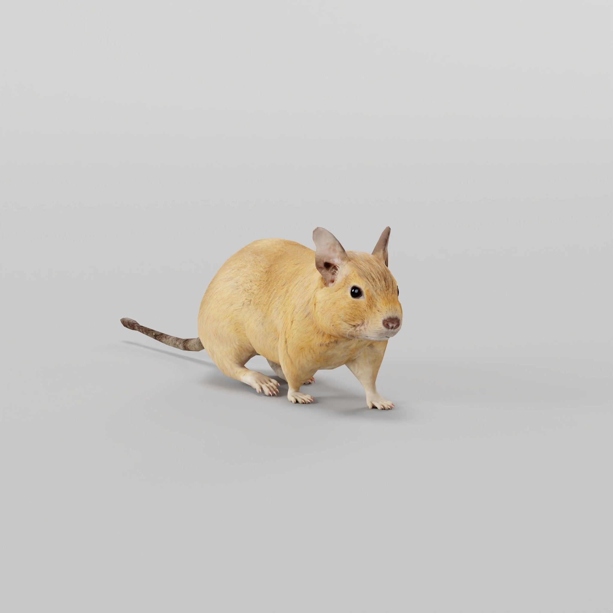Common Degu Rat Rodents Low-poly 3D model_23