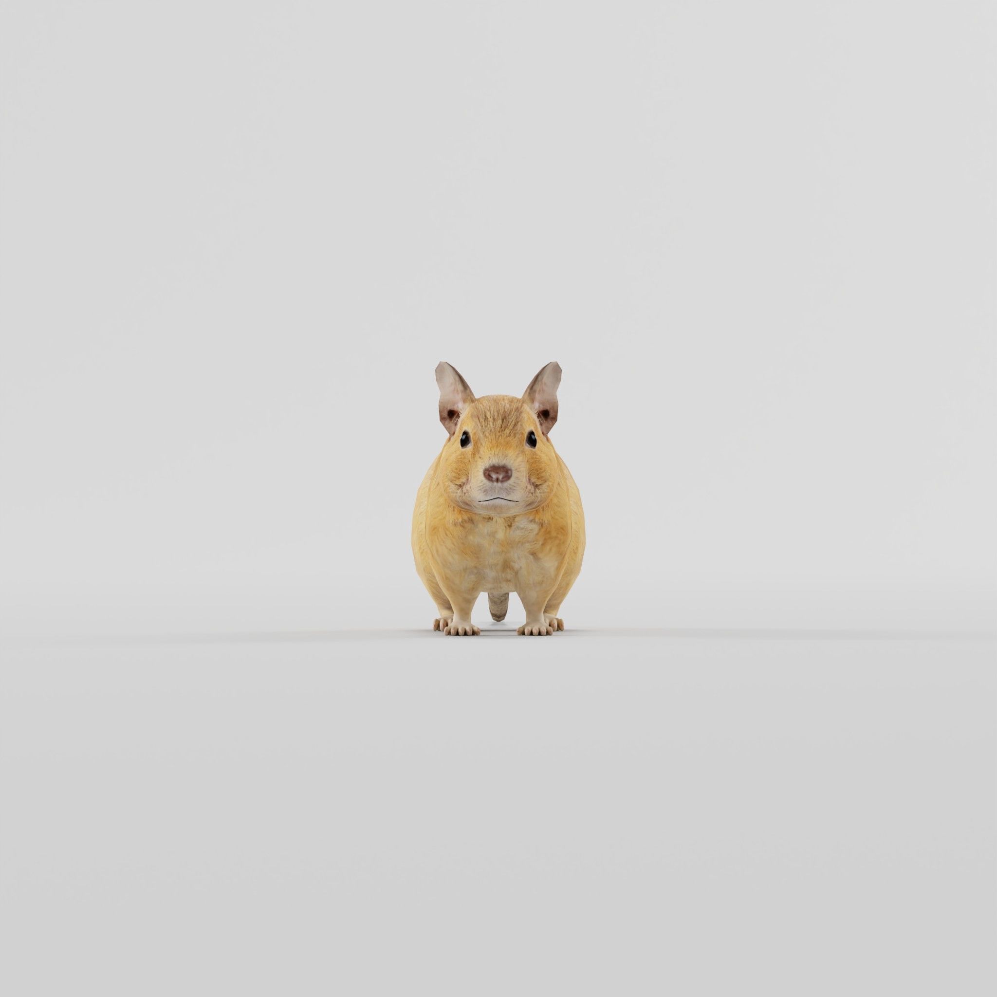 Common Degu Rat Rodents Low-poly 3D model_22