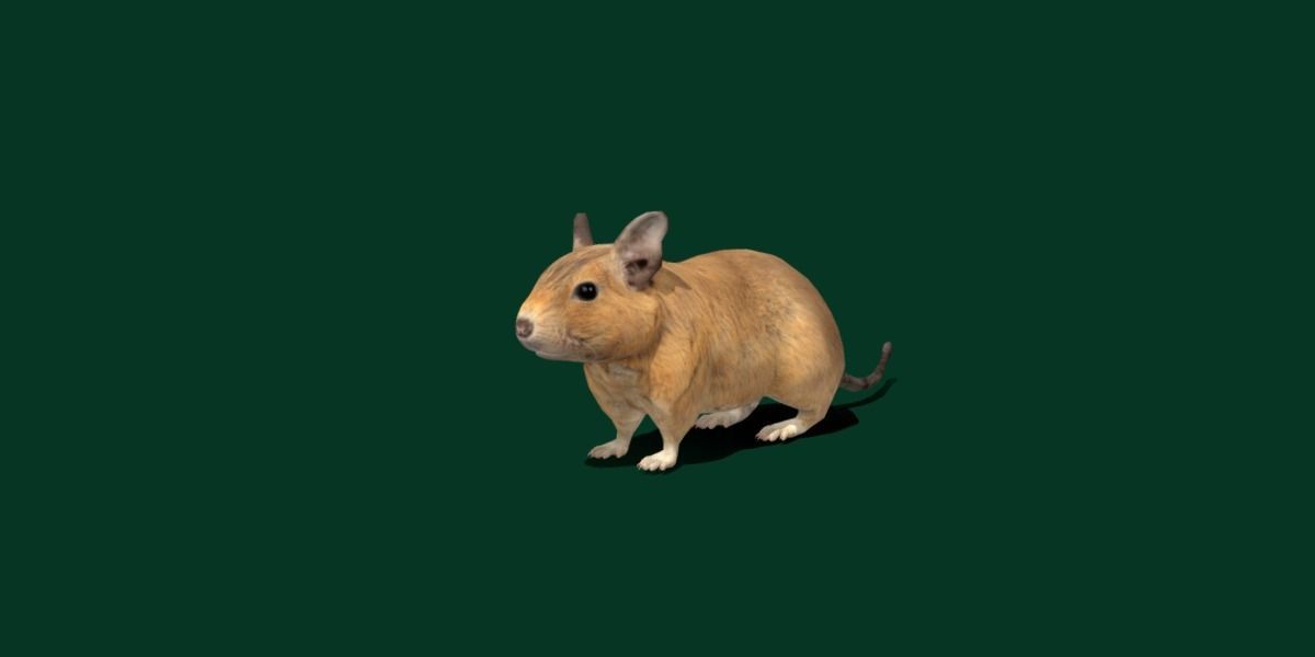 Common Degu Rat Rodents Low-poly 3D model_3
