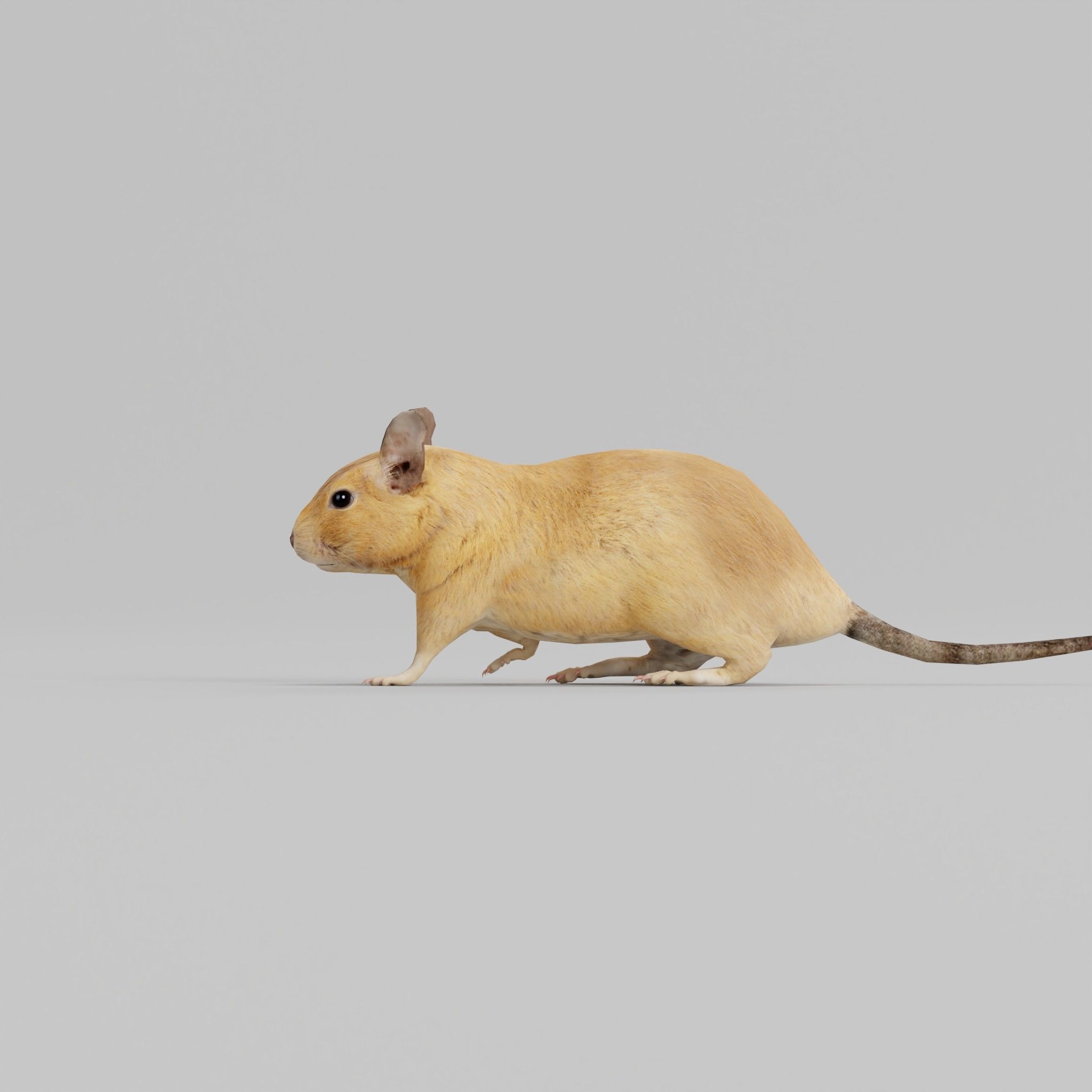Common Degu Rat Rodents Low-poly 3D model_26