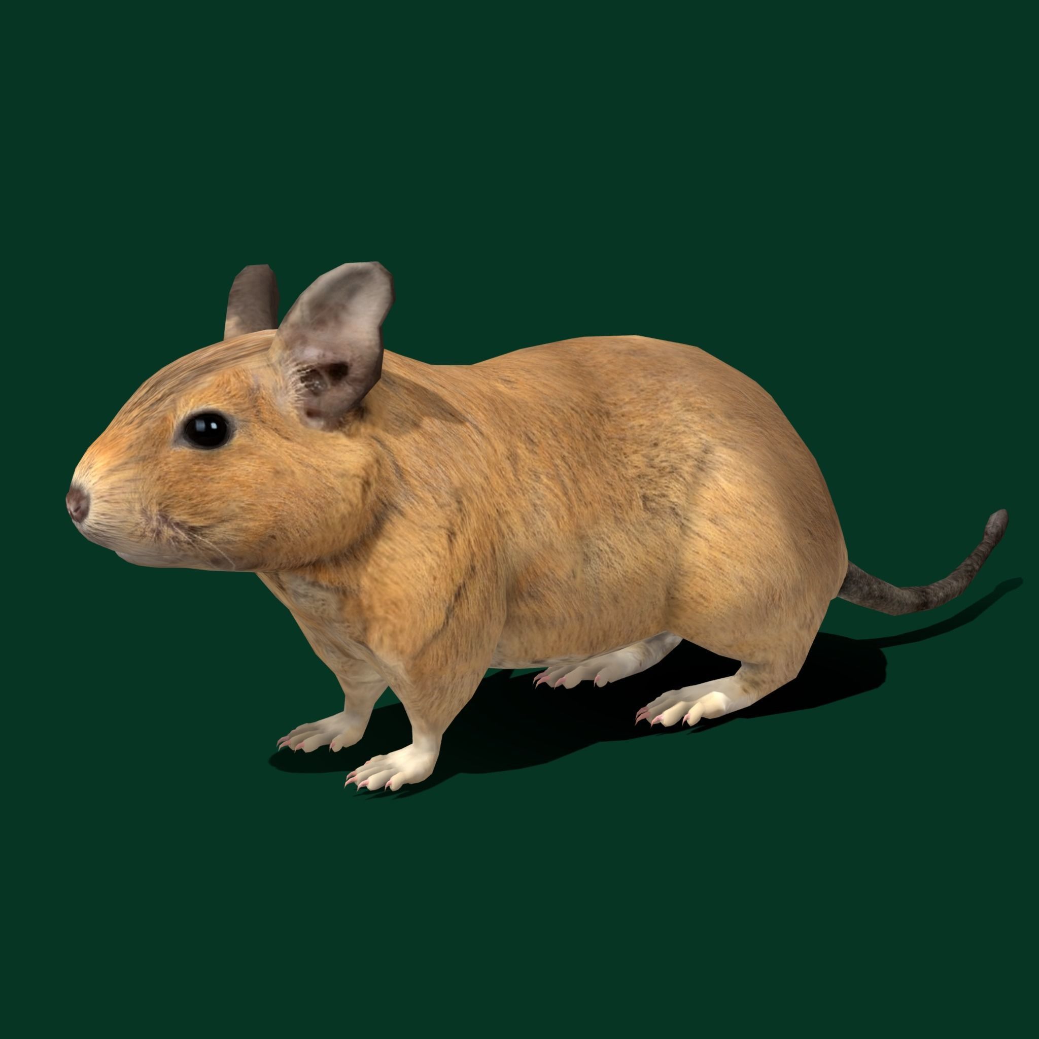 Common Degu Rat Rodents Low-poly 3D model_20